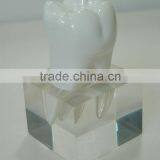 Clear Polyresin Tooth Shape Dentist Business Gift thumbnail-1
