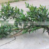 Artificial Olive Tree , Large Fake Olive Tree for Sale thumbnail-3