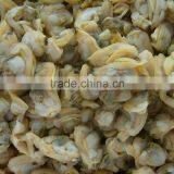 Hot Sales Frozen Short Necked Clam Meat thumbnail-1