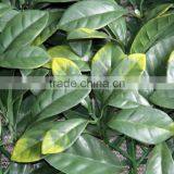 Artificial Grass Mat for Make Hedge thumbnail-3