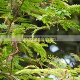 Shikakai Oil thumbnail-4