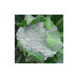 Cauliflower 50-55 Days Seeds 6182 thumbnail-1