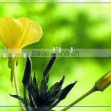Pure Evening Primrose Seed Oil Producer thumbnail-1