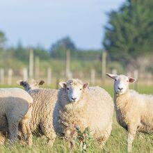 DD201 10400mAh Wire-Free Outdoor Solar Battery Powered Security Cameras