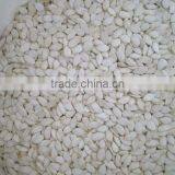 Pumpkin Seeds Snow White 13mm+