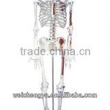 85cm Skeleton With Painted Muscles on Pelvic Mounted Base thumbnail-1