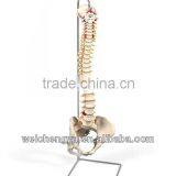 Life-Size Vertebral Column With Pelvis