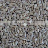 Bakery and Confectioanry Sunflower Seed Kernels ,2015 New Crop thumbnail-1