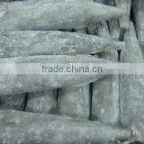 Frozen Fresh Oil Fish Rough Skin thumbnail-1