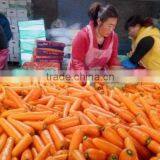 Fresh Carrot thumbnail-3