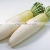Radish thumbnail-2