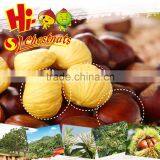 2016 Hot Sale Sweet Fresh Chestnut in Shell for Wholesale thumbnail-4