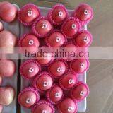 Apple Fruit Fresh thumbnail-2