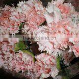 Fresh Cut Flower Carnation All Colour Mother's Day thumbnail-1
