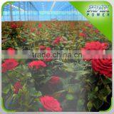 Water-saving Irrigation Tape and Kits for Flower Rose Garden thumbnail-1