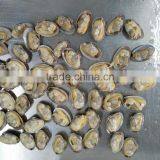 Japan Standard Whole Cooked Clam With Shell and Chemical Free thumbnail-2