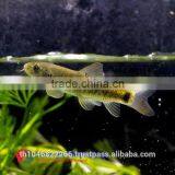 Garra Rufa / Doctor Fish for Sale and Export From Thailand thumbnail-2