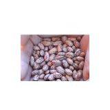 Sell Light Speckled Kidney Beans thumbnail-1