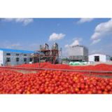 Tomato paste production line