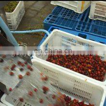 Best Cherry Stem Removing Machine Cherry /fruit Processing Machine thumbnail-4