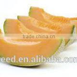 Cantaloupe No.1 Chinese Round Shape Melon Seeds for Sale thumbnail-1