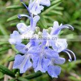 100 Pure and Natural ROSEMARY Oil,ROSEMARY Essential Oil