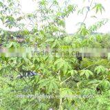 Heath Care Sweet Tea Green Tea thumbnail-5