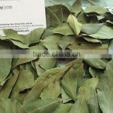 bay leaf production Dried Bay Leaf , Laurel Leaf , Laurus Nobilis ,baberlevel, SWEET BAY LEAF