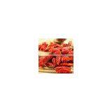 Dried Goji Berry/organic Goji Berry thumbnail-1