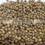 CORIANDER SEEDS thumbnail-2