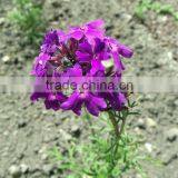 Verbena Tenera Purple Verbena Purple thumbnail-1