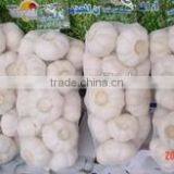 YUYUAN Brand Hot Sail Fresh Garlic Dehydrated Garlic Price thumbnail-2