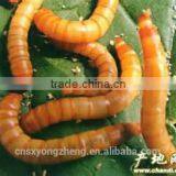 Private Labeling 1lb 2lb 3lb 5lb 11lb Bulk Package Dried Mealworm thumbnail-1