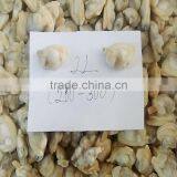 Fresh Frozen Variegated Clam Shell-On thumbnail-2