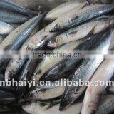 Blue Mackerel thumbnail-1