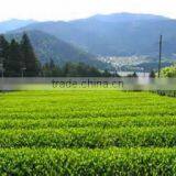 Japanese Tea Powdered Green Tea 50g thumbnail-2