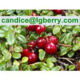 12 years factory supply 5%-70% Cranberry Anthocyanin