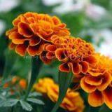 Offer Marigold Flower Extract thumbnail-1