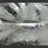 WR Frozen Sardines thumbnail-4