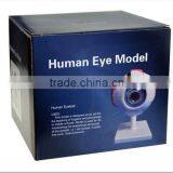 Eyeball Enlargement and Anatomy Structure Model Teaching Medical Biology Science and Education Instrument 6 Times 3 thumbnail-5