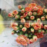 China Promotional Light Short Branch Carnation thumbnail-1