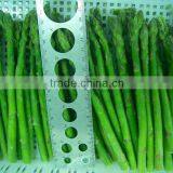IQF Frozen Asparagus thumbnail-1