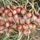 2015 100% Fresh Shallot Onion in China thumbnail-3