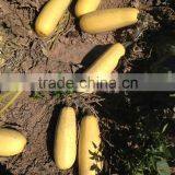 Hybrid for Seed Zucchini Seeds Squash Seeds for Growing-golden Abundant thumbnail-2