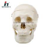Model of Adult Skull thumbnail-3