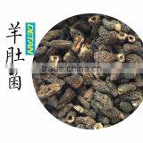 Dried Wild Morchella Conica thumbnail-6