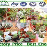 Home Greenhouse for Sale thumbnail-6