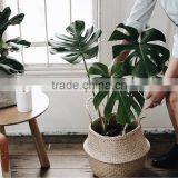 Indoor Plants Basket/Seagrass Storage Basket/Seagrass Belly Basket