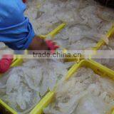 Salted Jellyfish thumbnail-4