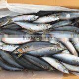 2016 Landing Sea Frozen Mackerel 250-300g thumbnail-3